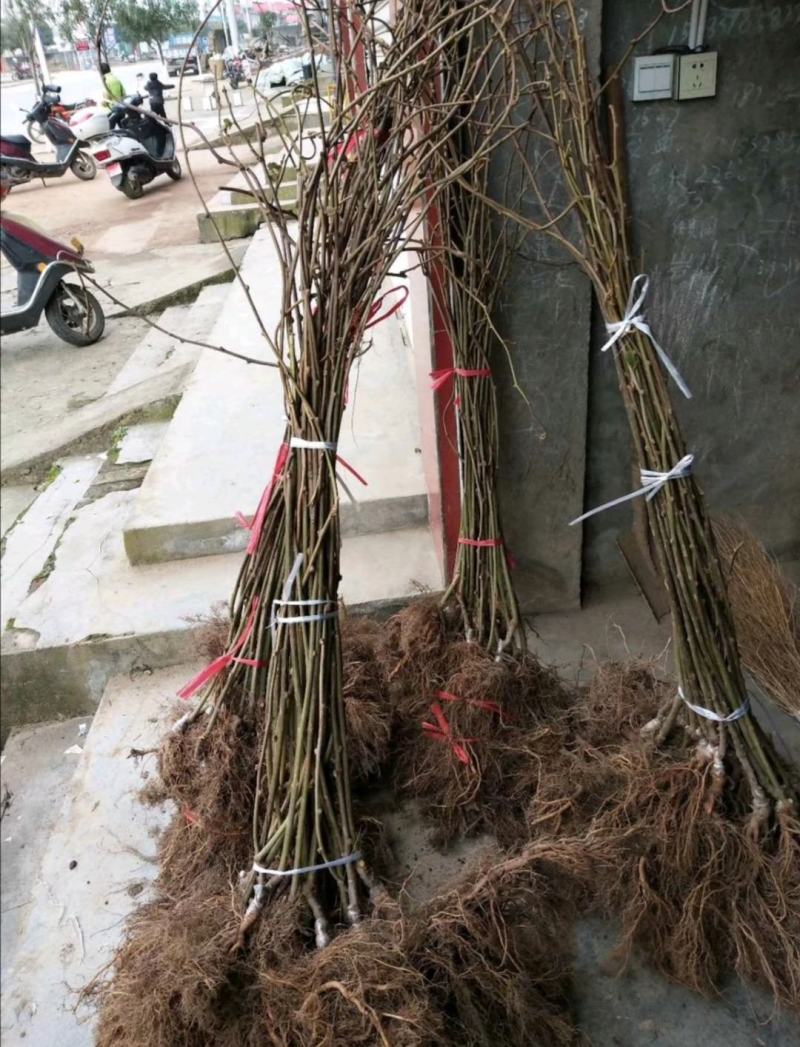 四川苍溪红心猕猴桃苗产地现挖现发品种纯正免费指导技术