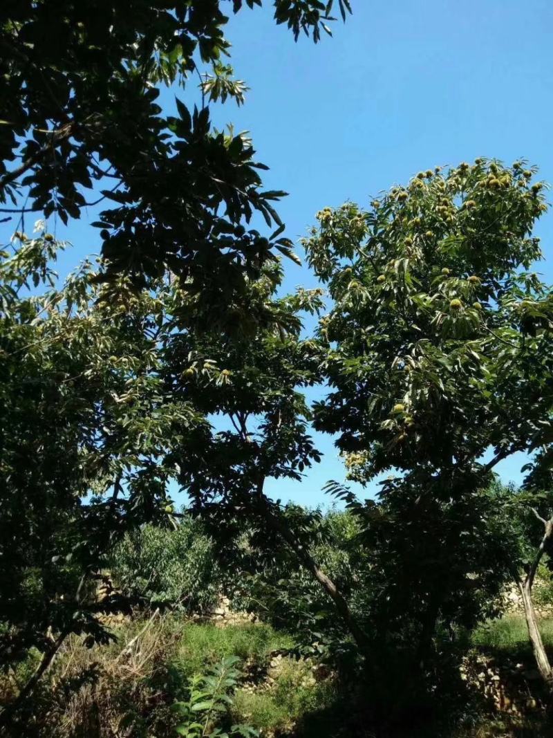黄仁软糯香甜的板栗大量上市供应了，炒栗，电微商专业对接