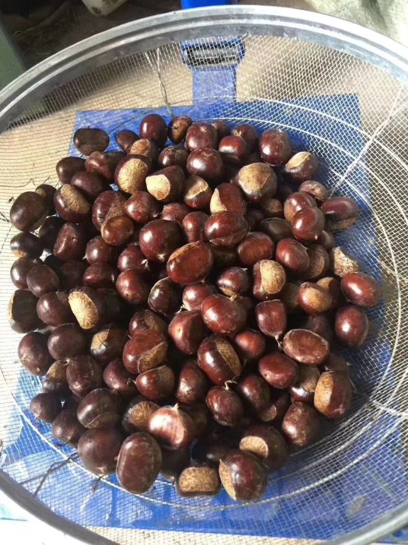 黄仁软糯香甜的板栗大量上市供应了，炒栗，电微商专业对接