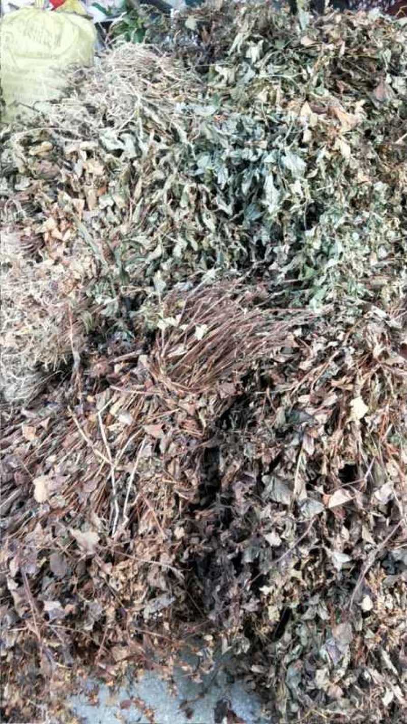 廉价野生鱼腥草，需要私聊我