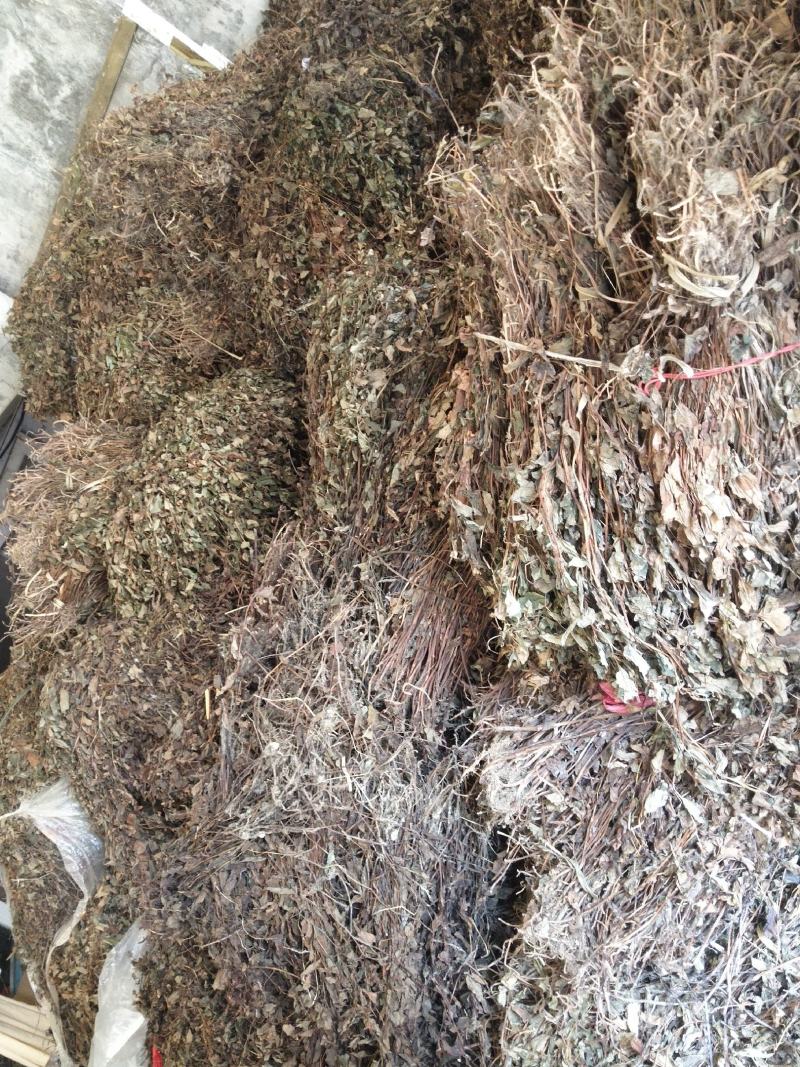 廉价野生鱼腥草，需要私聊我