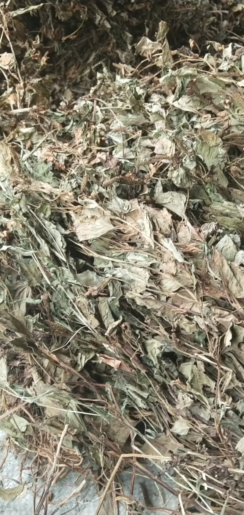 廉价野生鱼腥草，需要私聊我