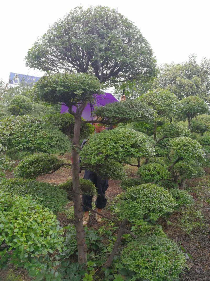 小叶造型女贞质量不错