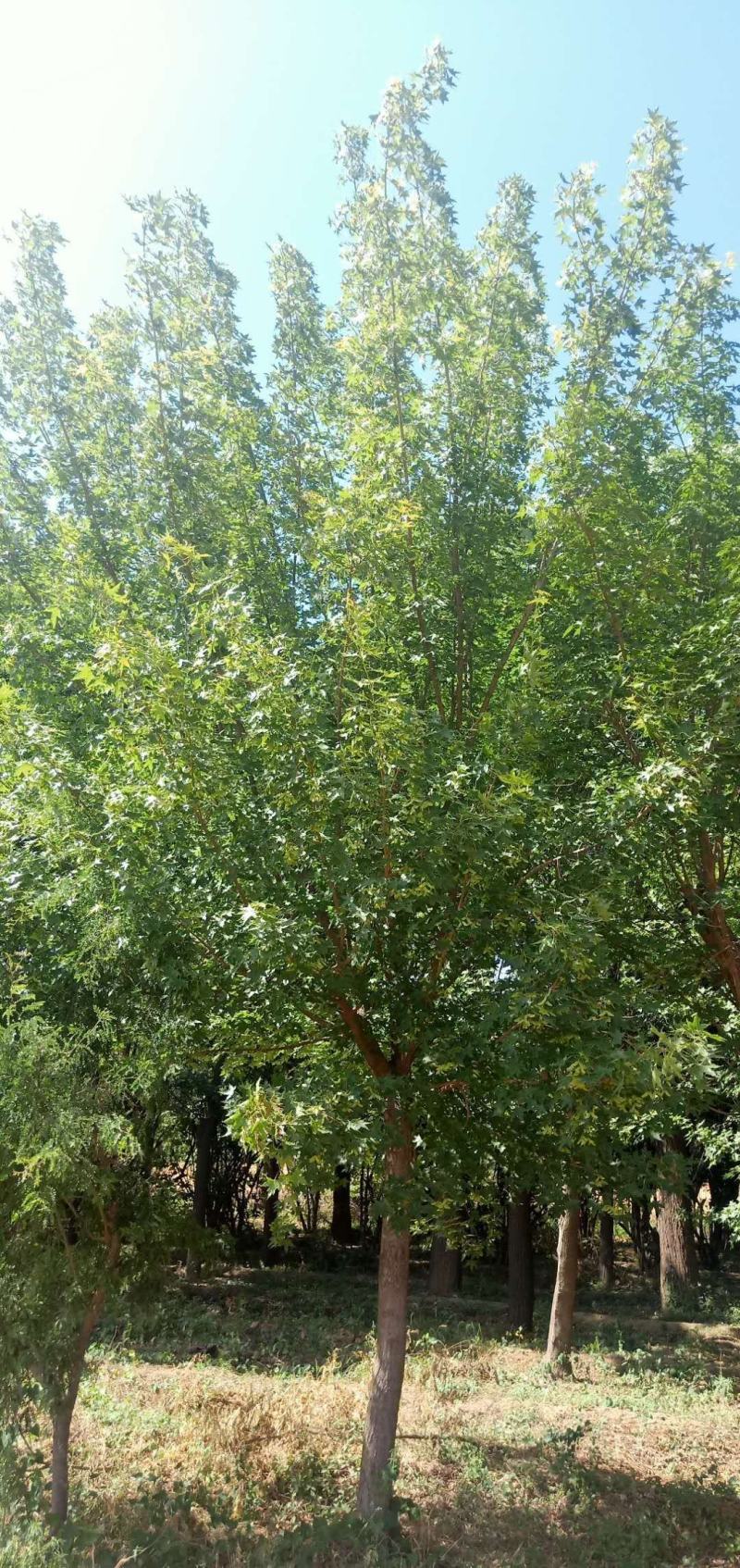 优质五角枫大量现货需要联系