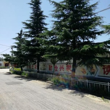 雪松路树量大质量优，需要联系