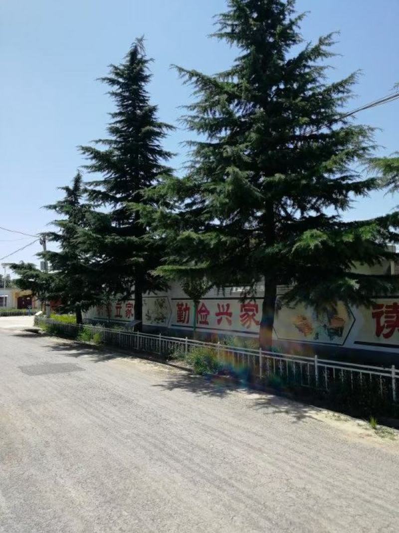雪松路树量大质量优，需要联系