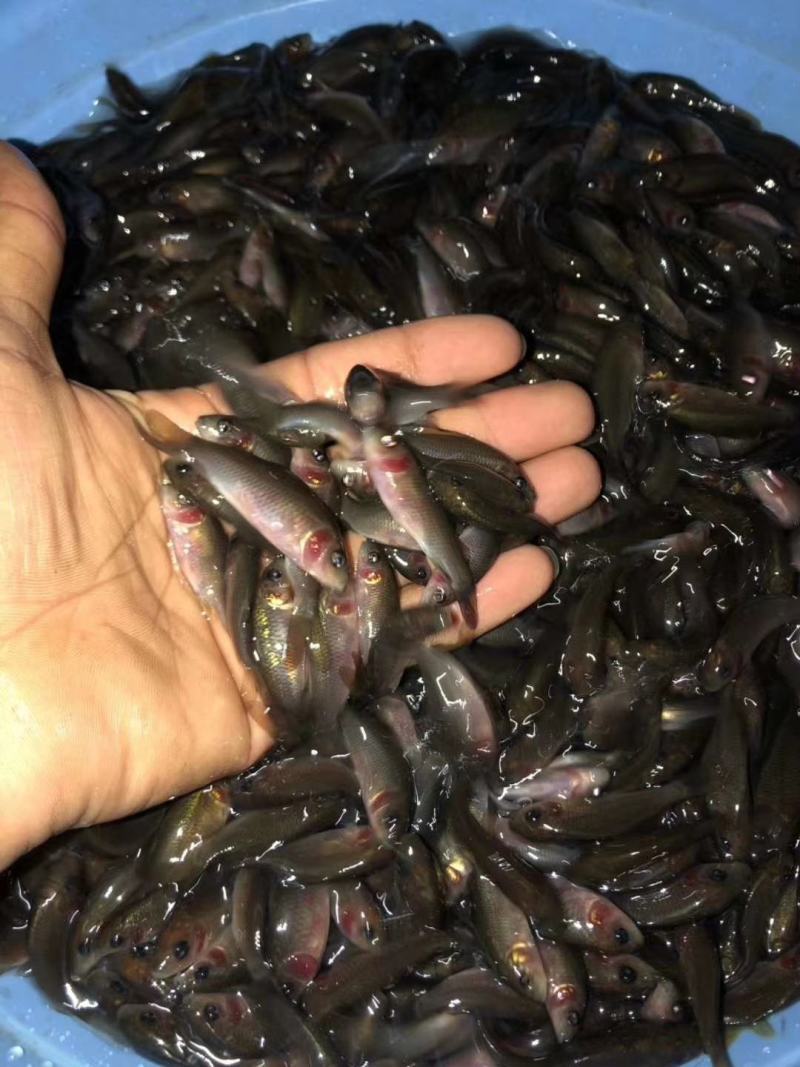 杂交禾花鲤鱼苗一手货源场地直销健康快大