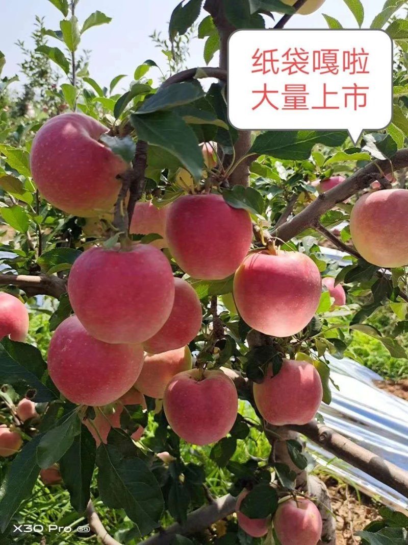 嘎啦苹果