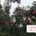 嘎啦苹果