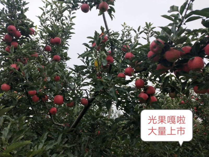 嘎啦苹果
