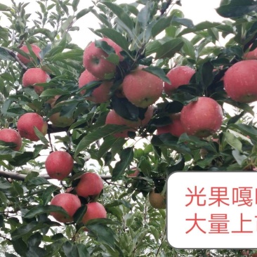 嘎啦苹果