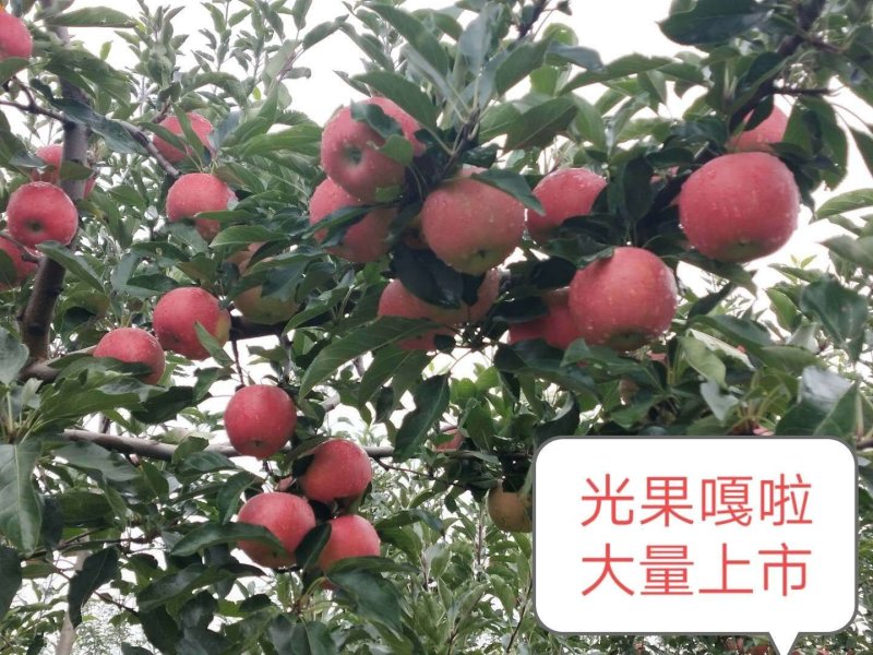 嘎啦苹果