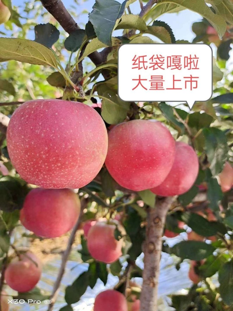 嘎啦苹果