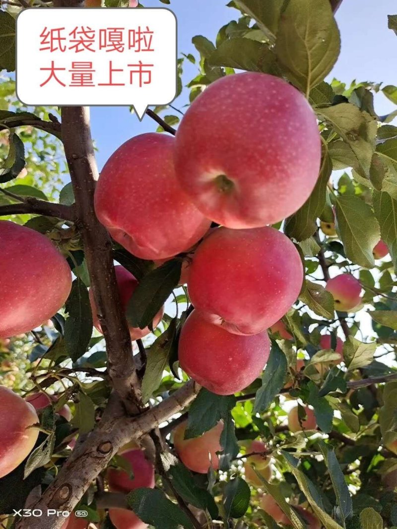 嘎啦苹果