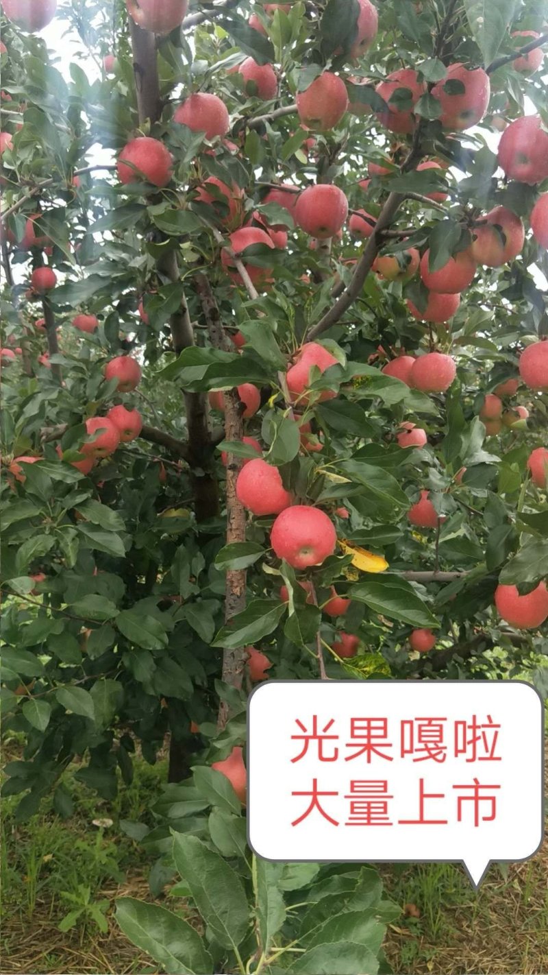 嘎啦苹果