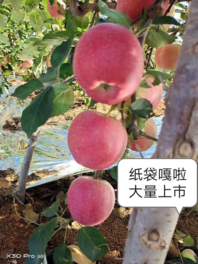 嘎啦苹果