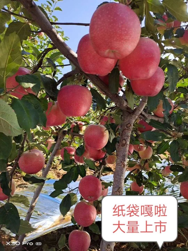 嘎啦苹果
