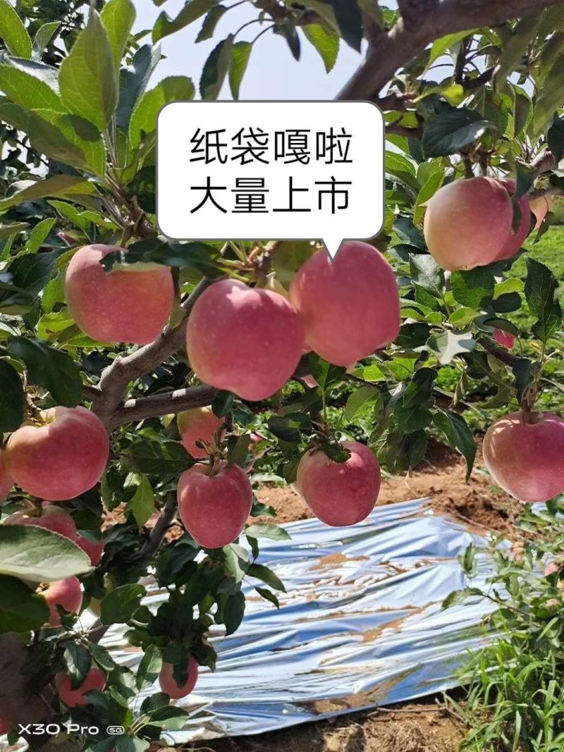 嘎啦苹果