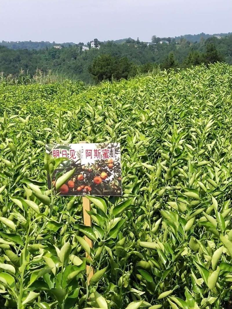 四川苍溪柑桔苗明日见柑桔苗全国发货，基地现挖包成活率