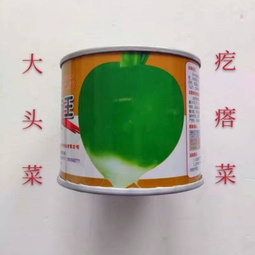 圆叶光芥王种子肉质根肥大光滑少须淹渍脆嫩可口
