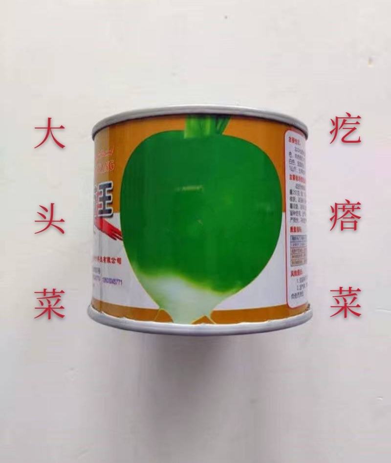 圆叶光芥王种子肉质根肥大光滑少须淹渍脆嫩可口