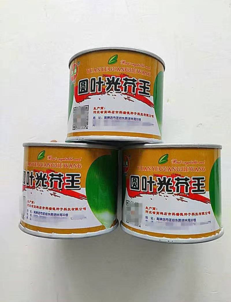 圆叶光芥王种子肉质根肥大光滑少须淹渍脆嫩可口