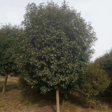 红叶石楠，精品苗，工程苗