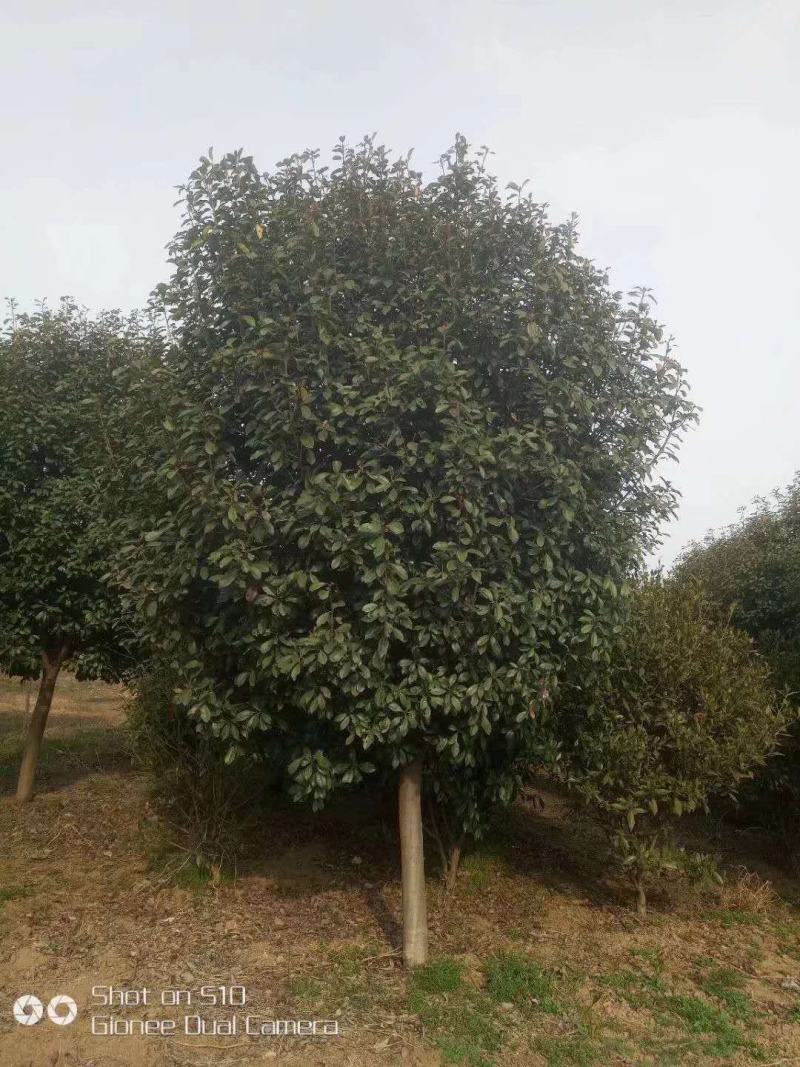 红叶石楠，精品苗，工程苗