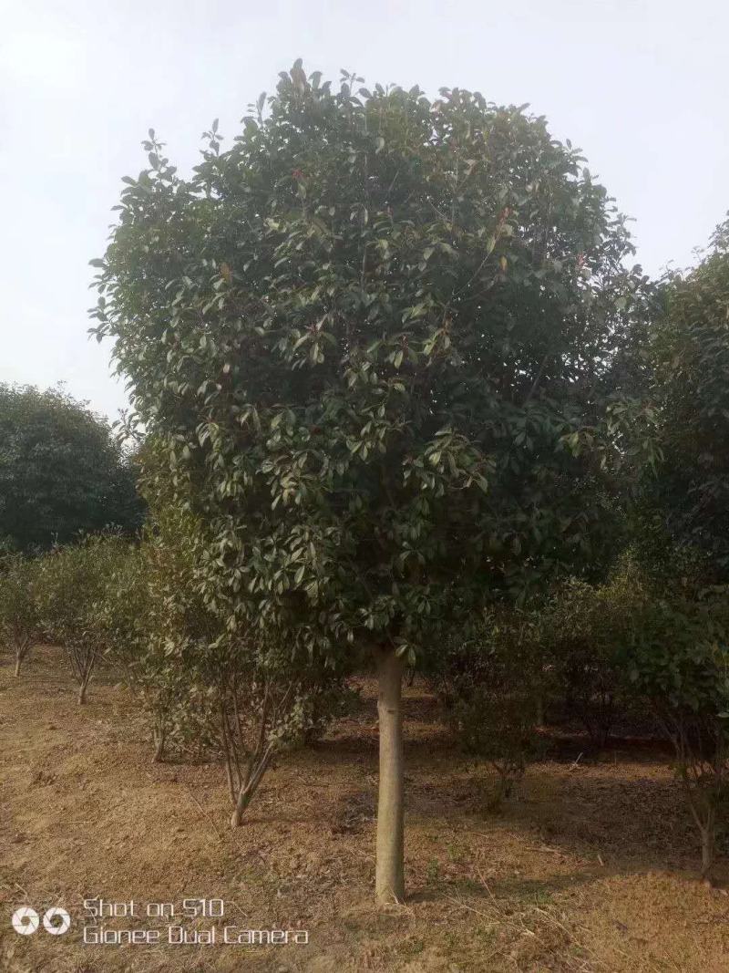 红叶石楠，精品苗，工程苗
