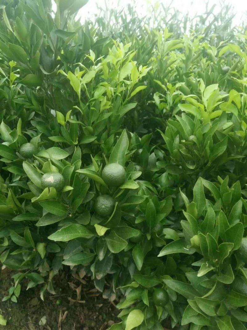 四川苍溪柑桔苗，耙耙柑春见现挖现发，包技术，全国发货