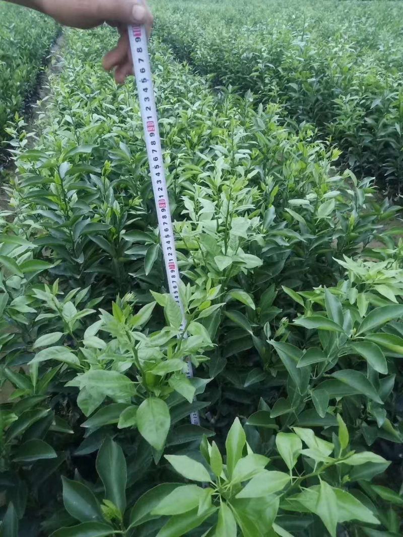四川苍溪柑桔苗，耙耙柑春见现挖现发，包技术，全国发货