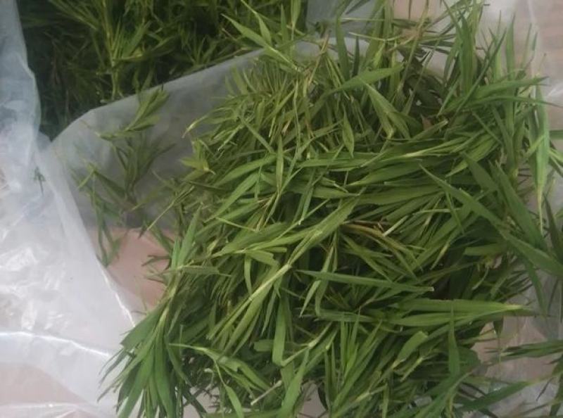 淡竹叶纯新货批发大货一件代发品质保证