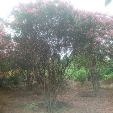 丛生玫瑰红紫薇，大小冠齐全