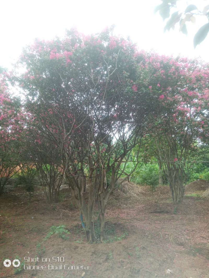 丛生玫瑰红紫薇，大小冠齐全