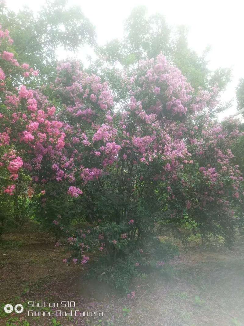 丛生玫瑰红紫薇，大小冠齐全