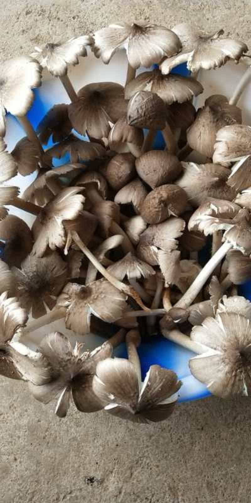 云南野生菌，新鲜鸡纵，
