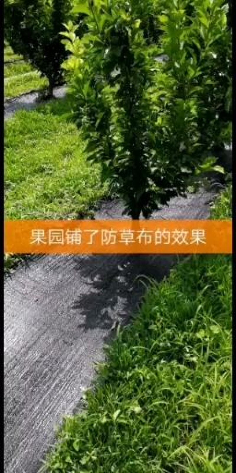 除草布防草布盖草布抑草布防草布厂家大棚果园中草药种植用布