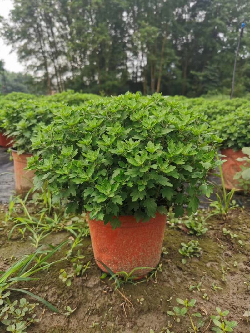 成都批发球形菊杯苗球形菊基地直销一手货源视频看货
