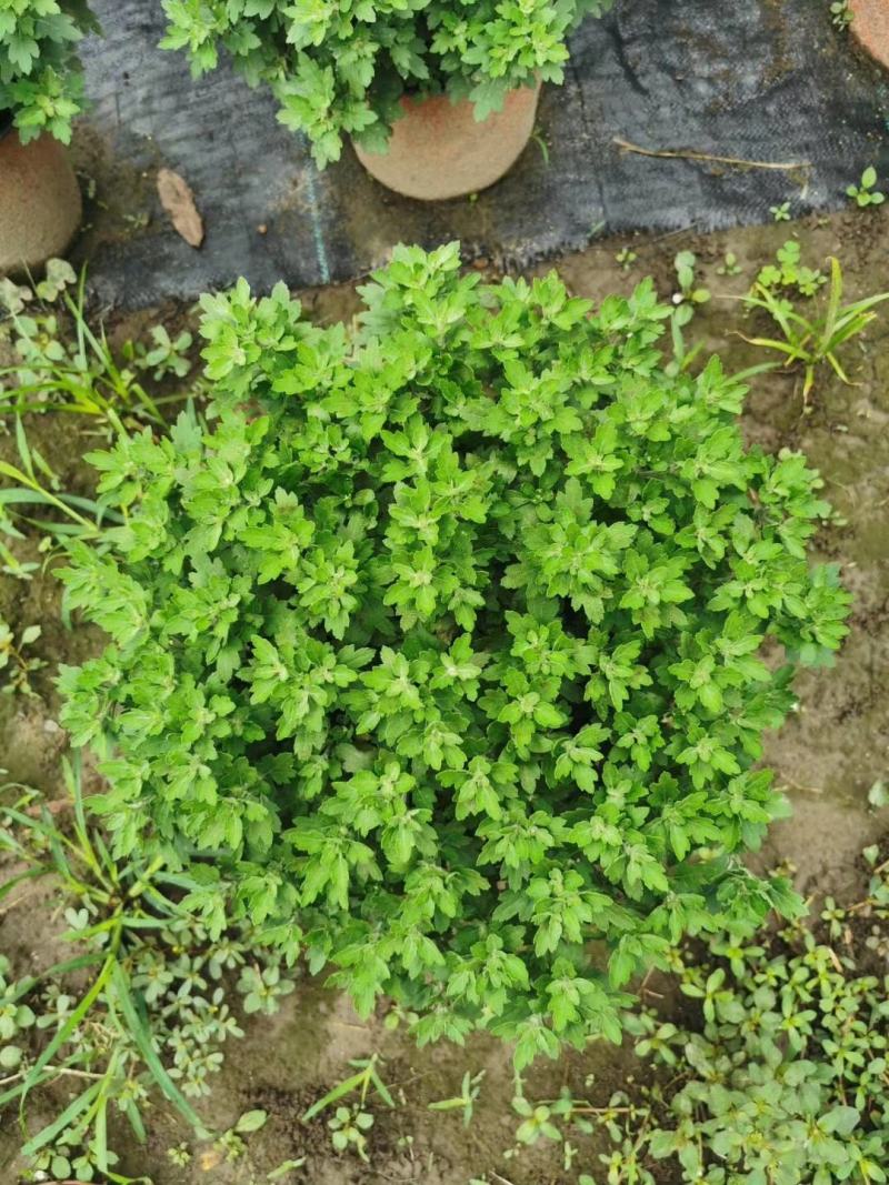 成都批发球形菊杯苗球形菊基地直销一手货源视频看货
