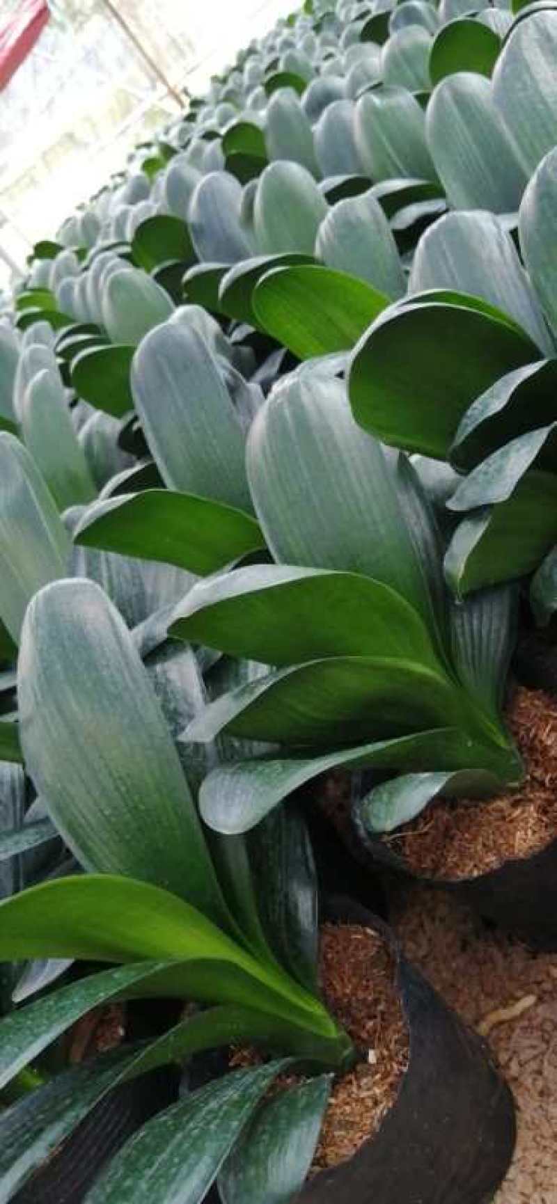 鞍山圆叶君子兰盆栽观叶植物办公室阳台株型漂亮：