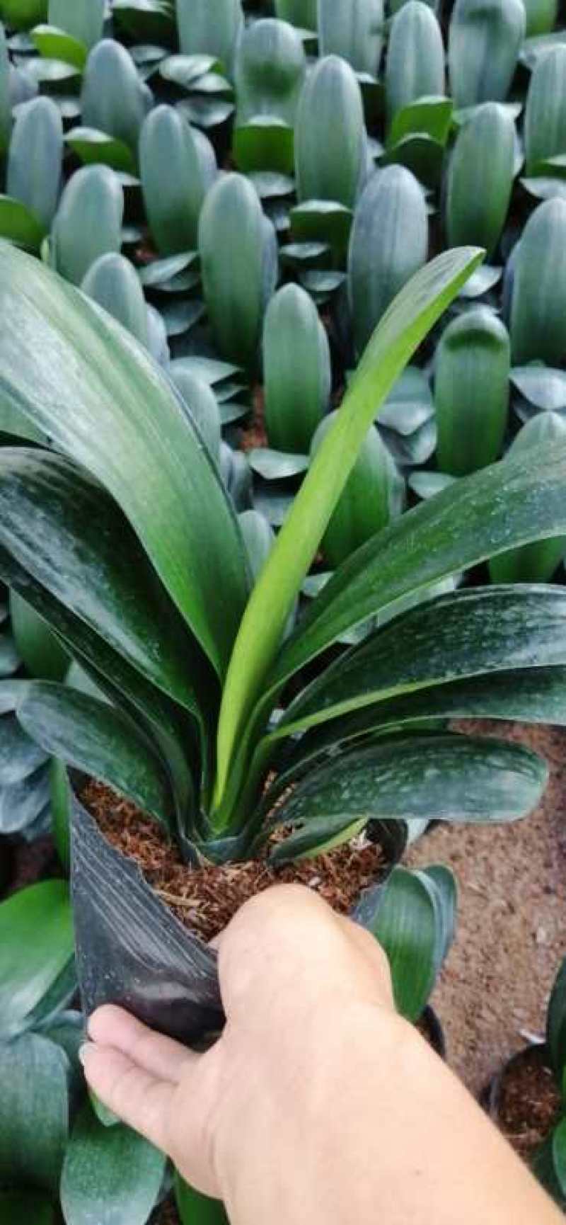 鞍山圆叶君子兰盆栽观叶植物办公室阳台株型漂亮：
