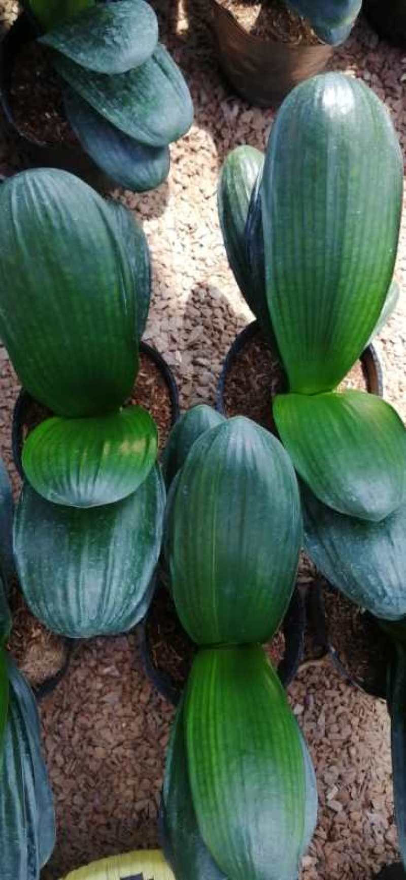 鞍山圆叶君子兰盆栽观叶植物办公室阳台株型漂亮：