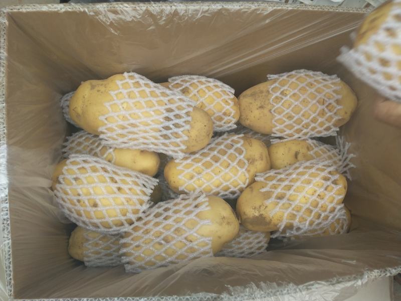 特级土豆，荷兰系列特大基地直发欢迎选购，产地发货