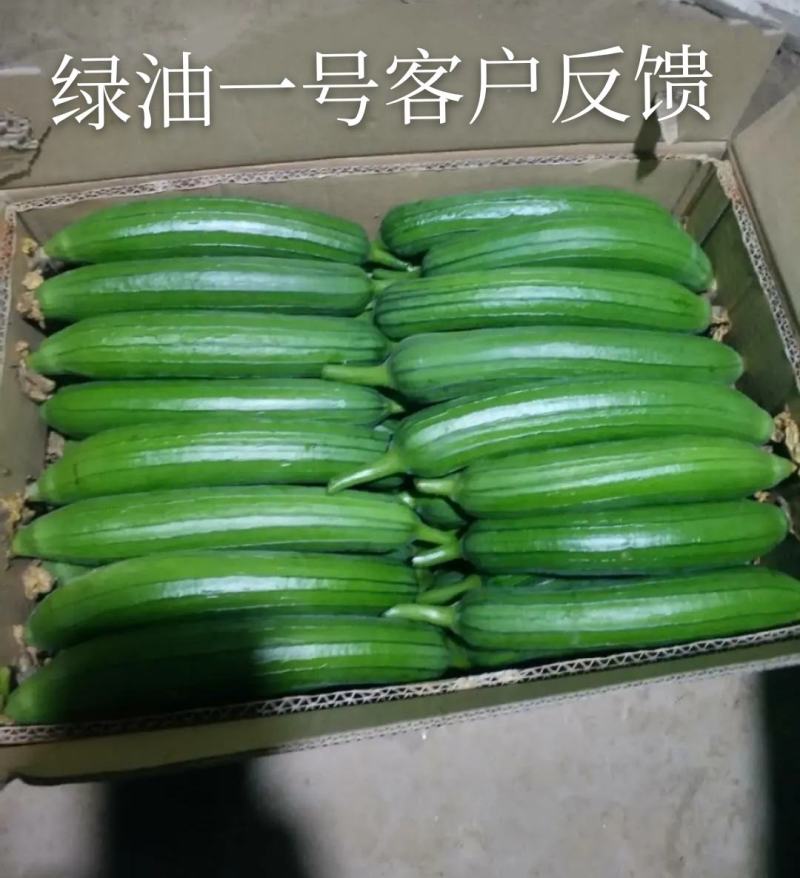 绿领绿油1号丝瓜种子早熟果皮油亮深绿色，，
