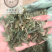 淡竹叶竹叶保庆药业批发淡竹叶实物拍摄