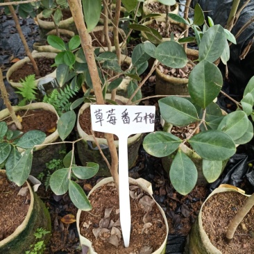 草莓潘石榴营养杯大苗