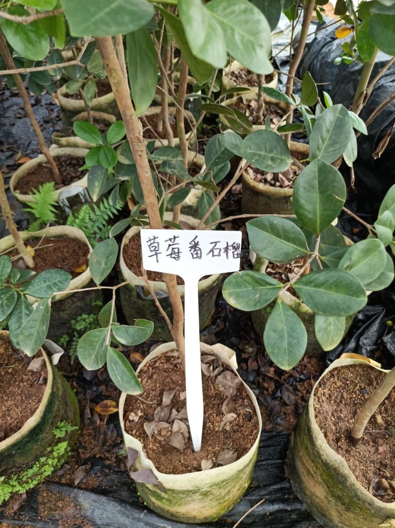 草莓潘石榴营养杯大苗