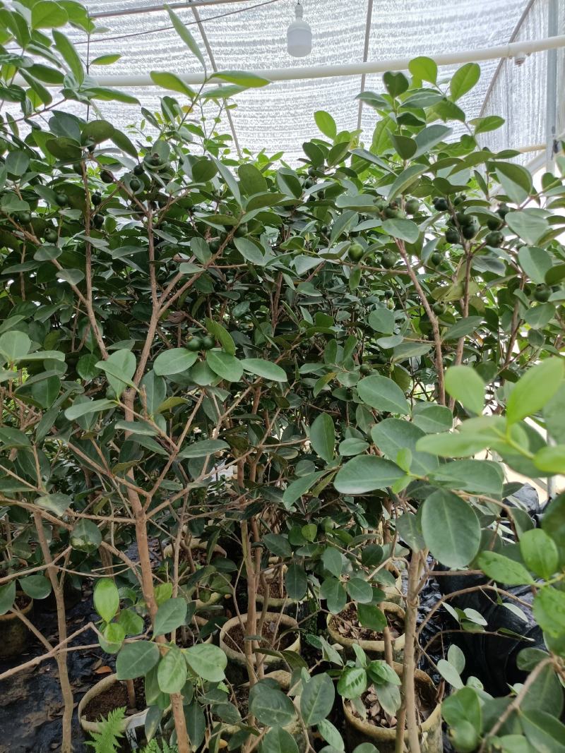 草莓潘石榴营养杯大苗