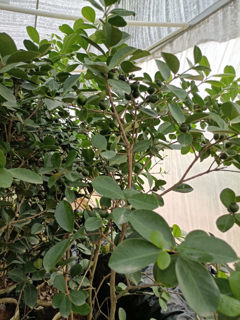 草莓潘石榴营养杯大苗