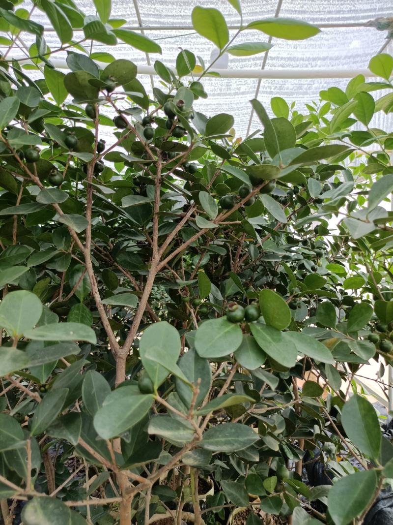 草莓潘石榴营养杯大苗